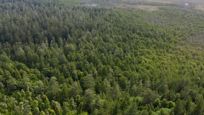 Forest and plains stretch to mountains on the foggy horizon