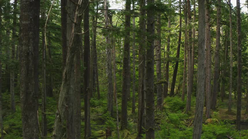 A broken tree is in a forest of tall trees and green bushes