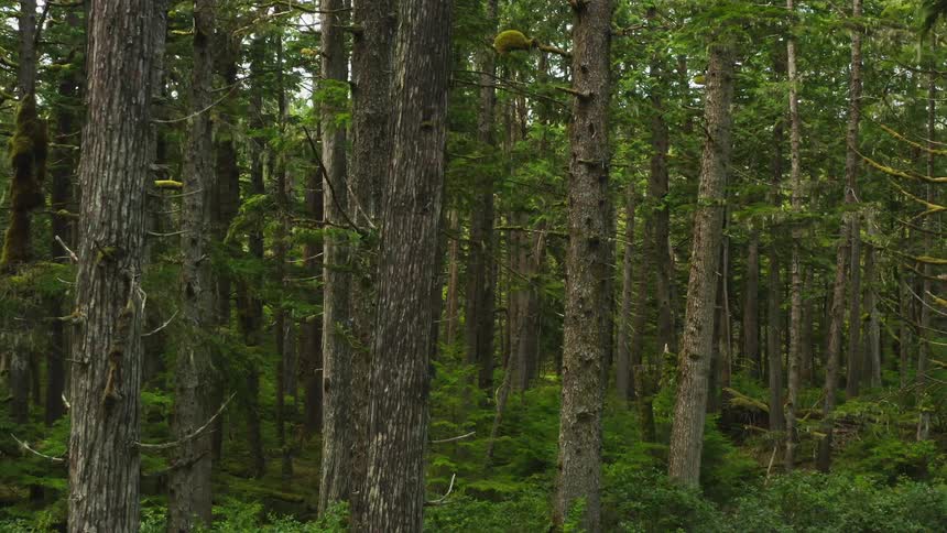 Trees in a forest with ferns and brush on the forest floor