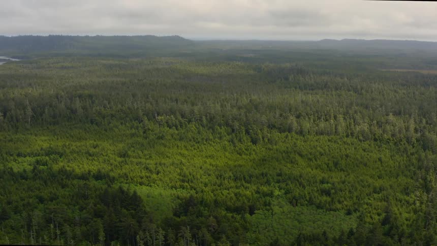 Big forest with rivers next to an empty beach