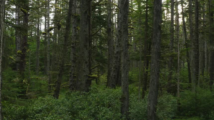 Moss covers portions of trees in forest with thick undergrowth