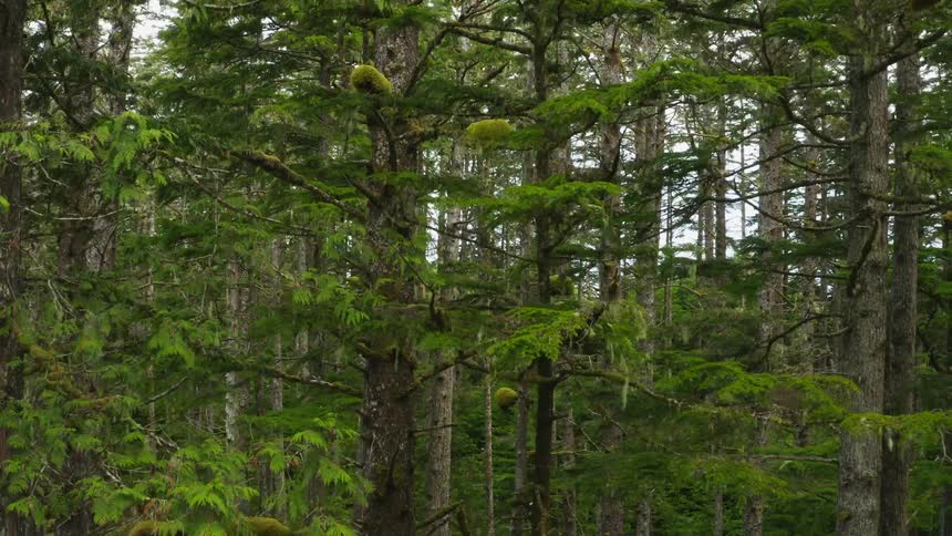 Trees in a forest during the day