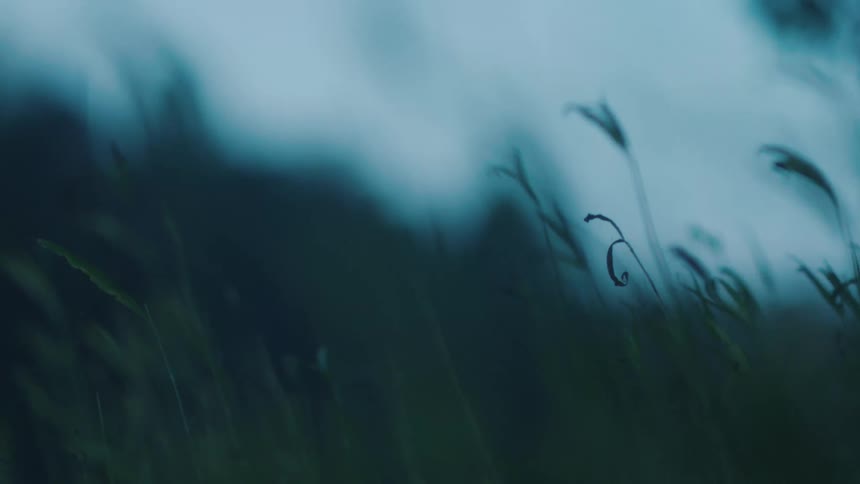Blades of grass are split at the top in a field