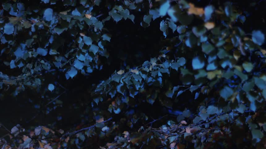 Red and blue emergency lights flash against dense bushes