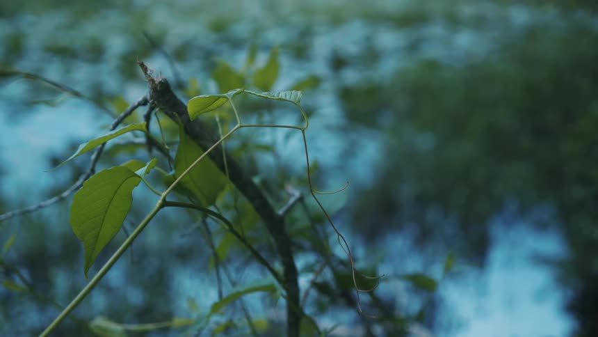 Green leaves on a tree branch in nature