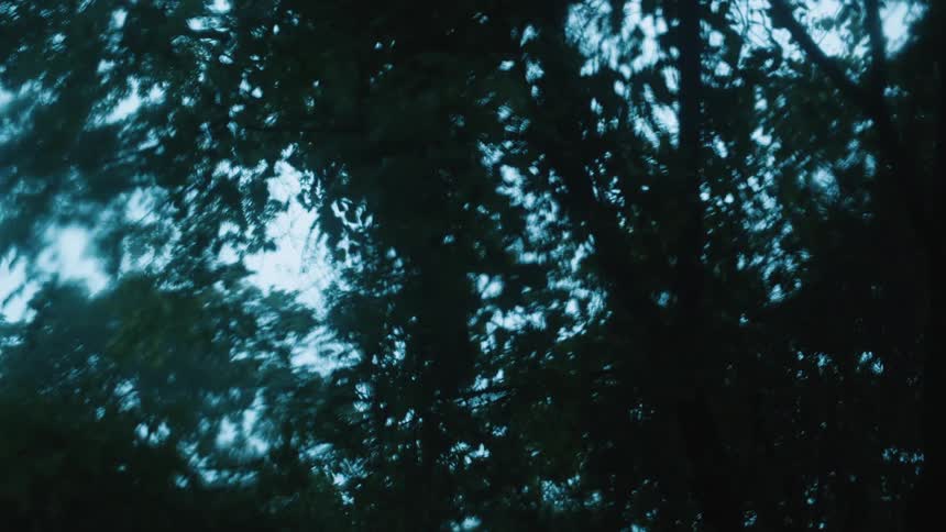 Tall trees are reflected in a puddle on the ground
