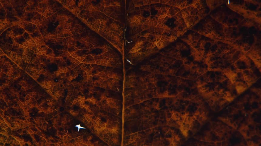 Cracks and holes break surface of brown and orange leaf