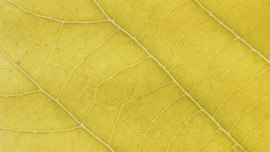 The leaf is yellow close up