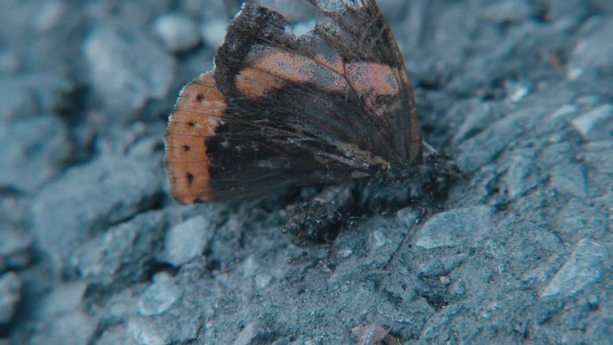 Ants work together to lift and move a dead butterfly