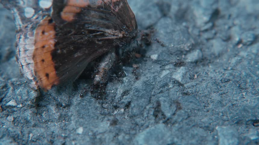 Ants cooperate to drag dead butterfly along the ground