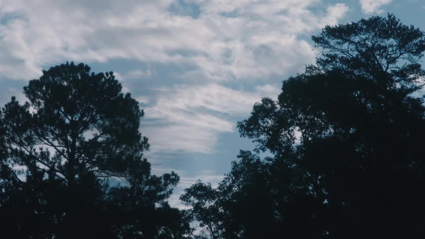Silhouette of trees in front of the moving white clouds on the blue sky