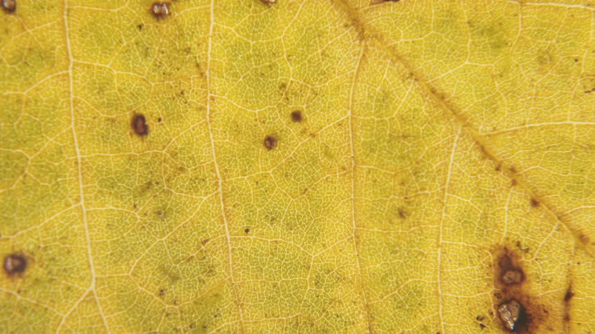 The veins and texture of a yellow leaf with brown spots