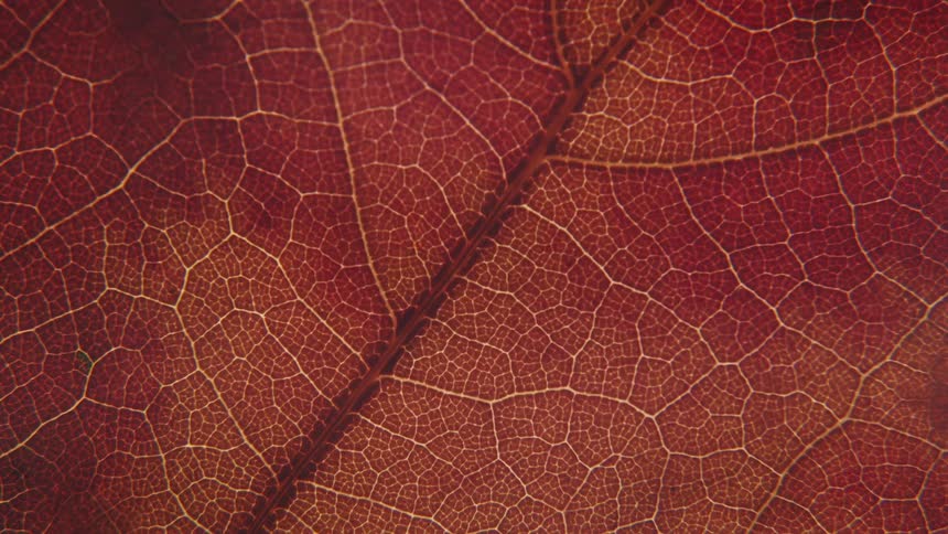 Close up view of a leaf is displayed