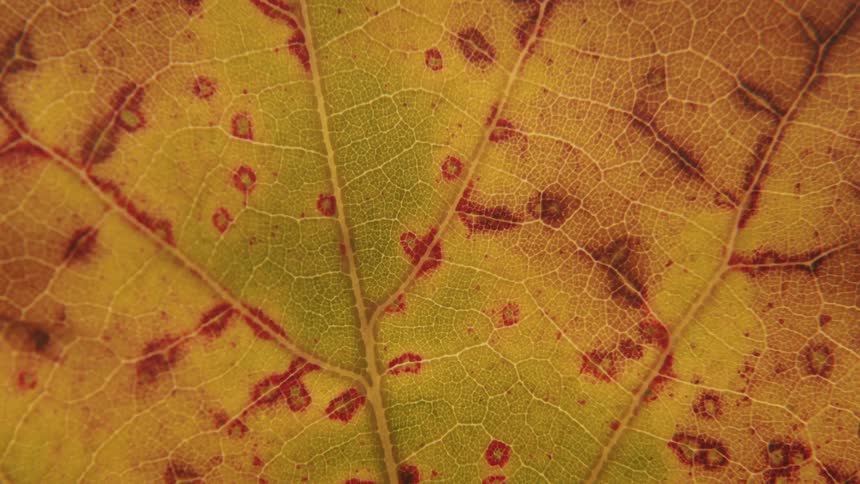 Extreme close up of the vascular tissue veins of a leaf