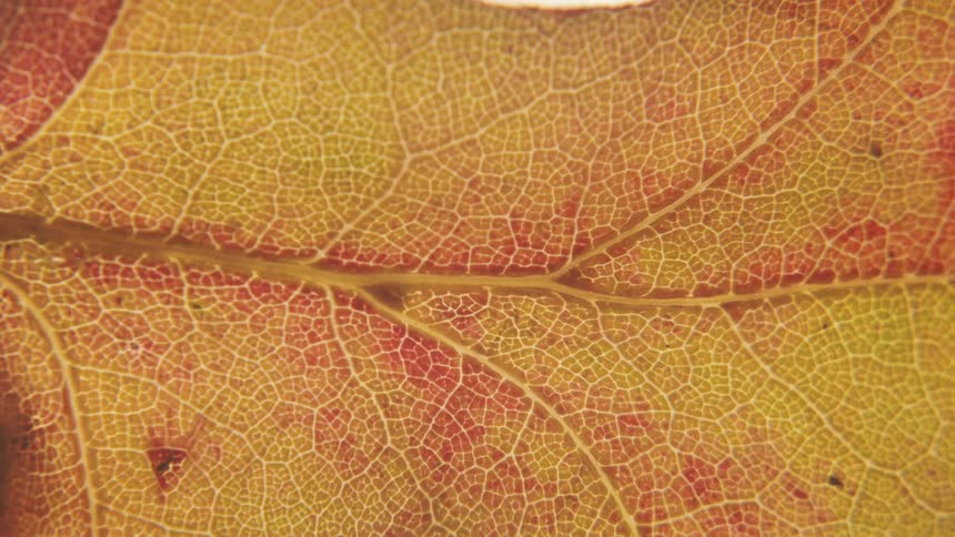 Close up view of a leaf on a plant is displayed