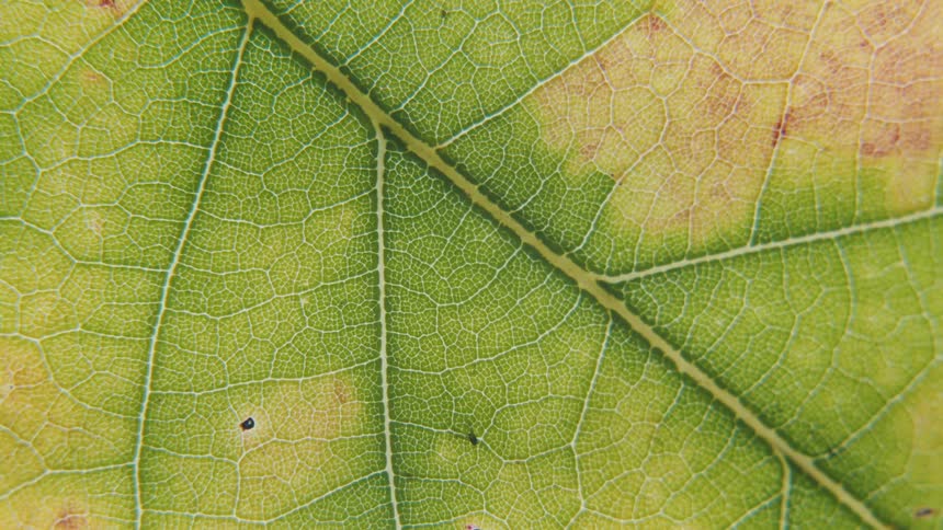 A green and yellow leaf