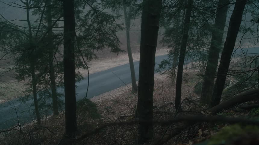 A paved path by a grove of trees