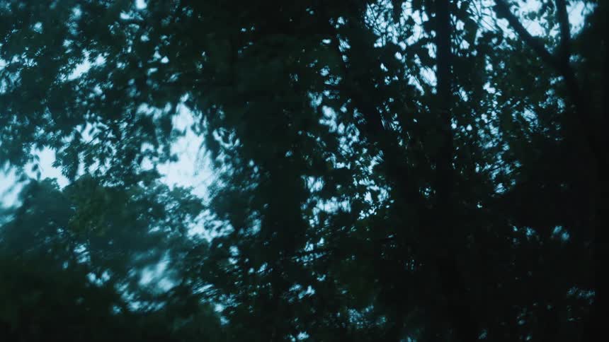 Its raining in a wooded area