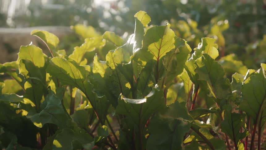Sun is shining down on plants during the day