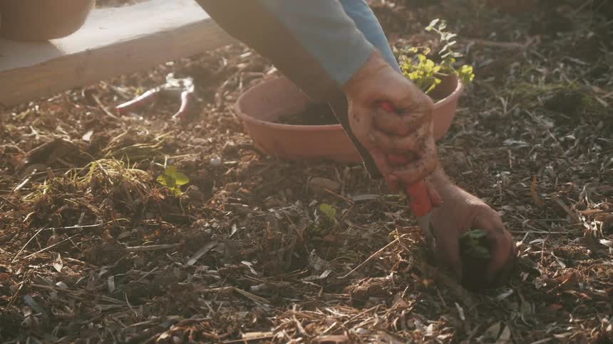 A person is digging in the soil in their garden