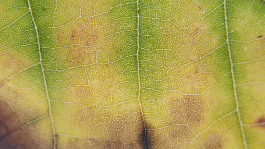 Extreme close up of the vascular tissue veins of a leaf