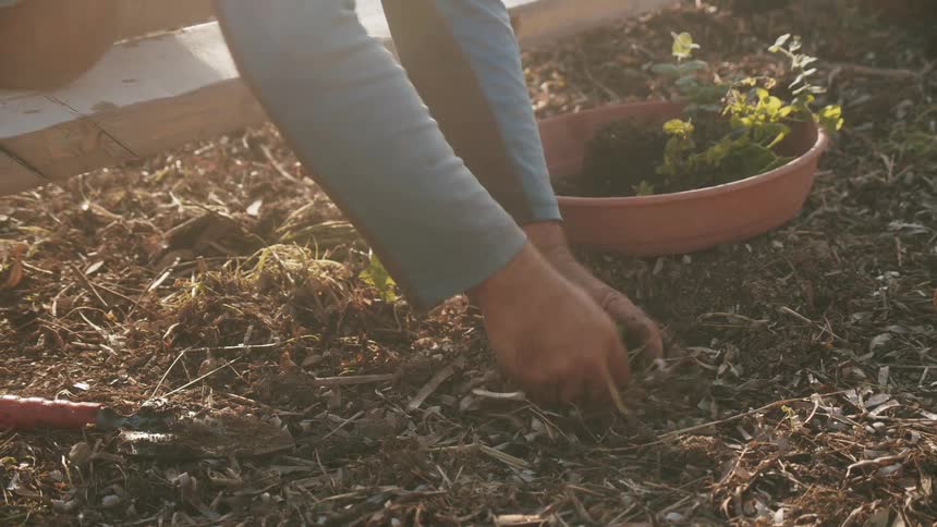 Man kneeling on the ground planting seedlings on the home garden at sunset
