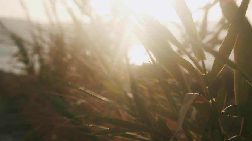 A view of leaves in nature