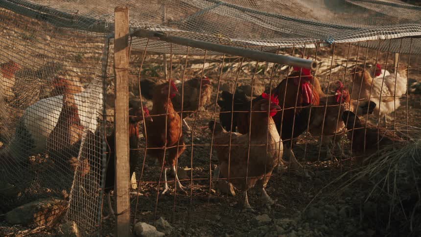 Chickens inside wire fencing on a farm