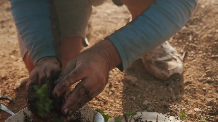 A person is planting flowers outdoors during the day