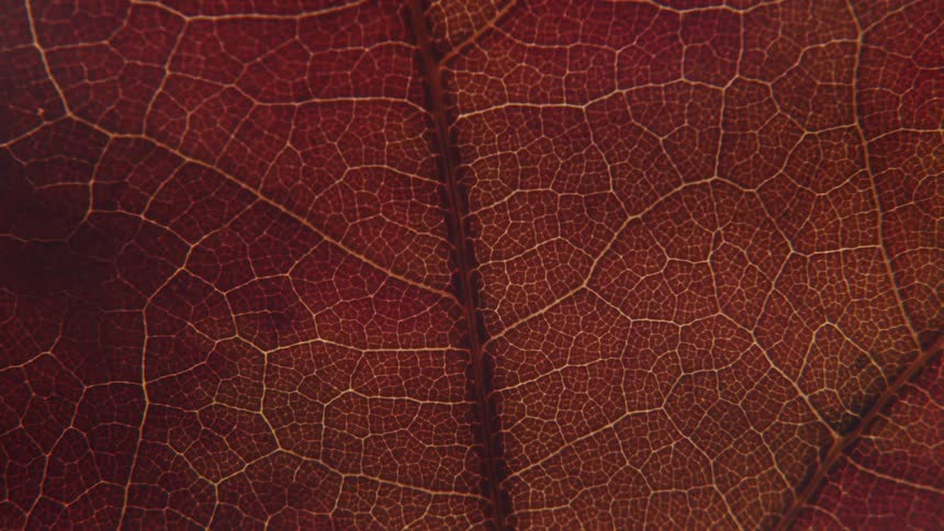 The veins and surface of a red leaf