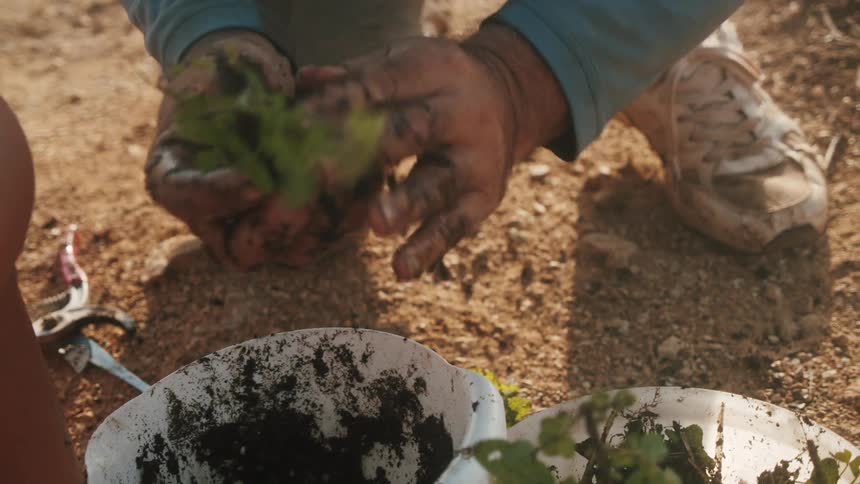 A person preparing a small seedling with wet soil to plant in the garden