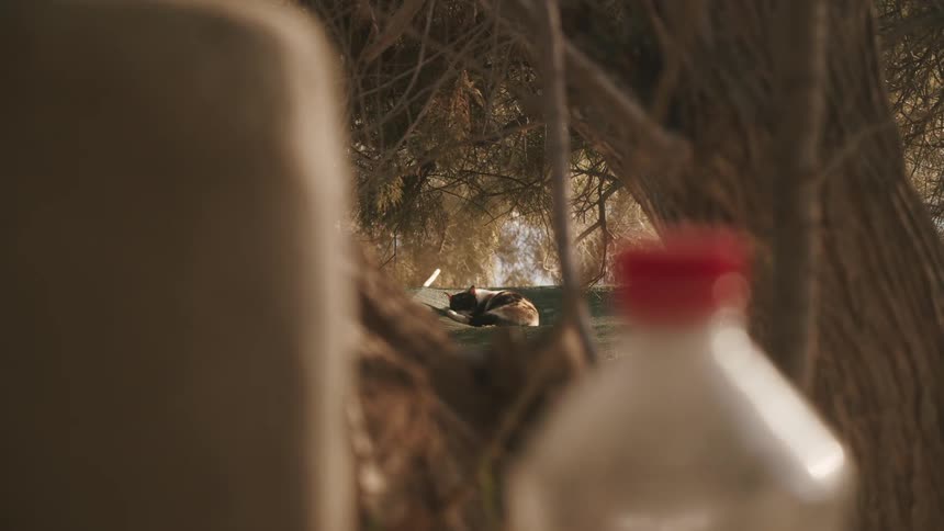 A cat sleeps curled up under a tree as the wind blows branches