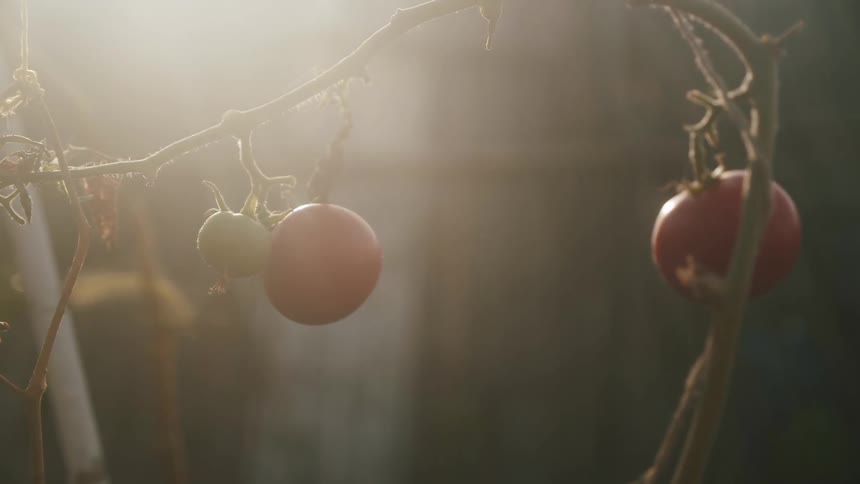 Sunlight shining on tomatoes growing on a tomato plant