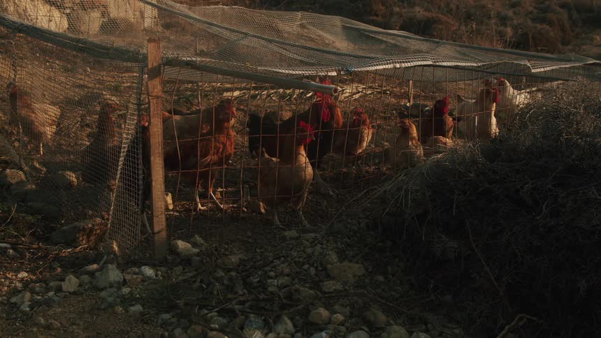 Chickens contained inside wire fencing on a rural farm