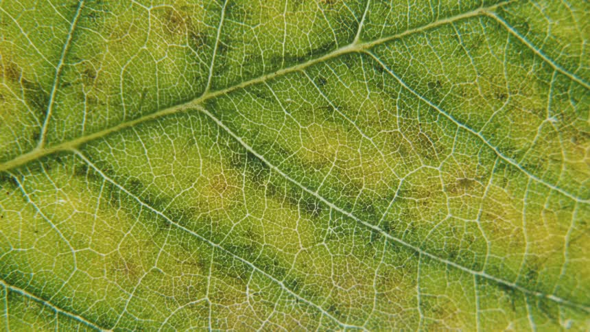 Extreme close up of the vascular tissue veins of a leaf