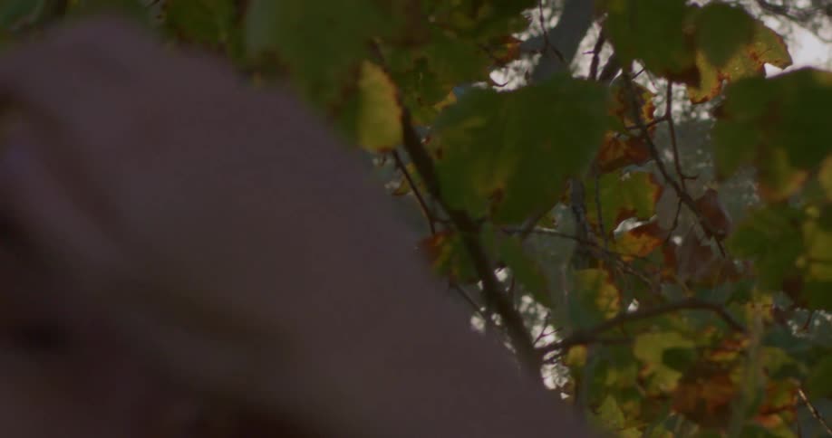 Woman with brown curly hair looks up at tree in public park
