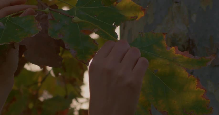 Hands hold a tree branch and leaves then let them go