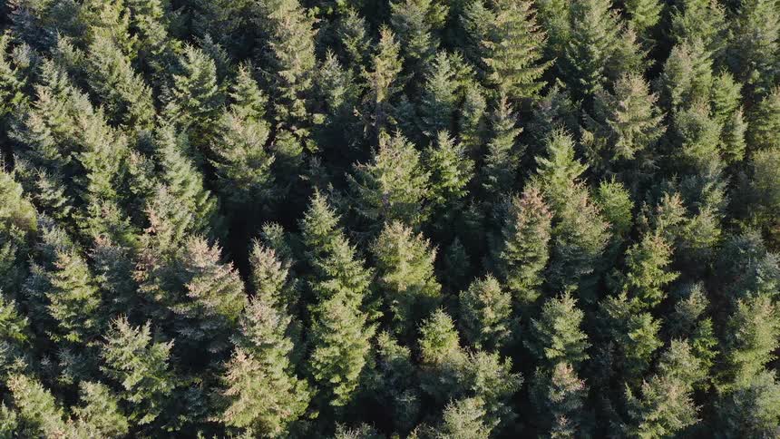 Aerial view of the top of pine trees on a forest at daytime