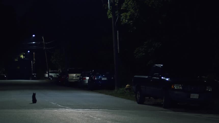 Black cat sits in middle of street lined with parked cars at night