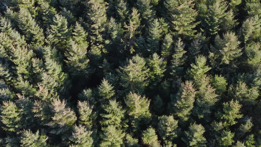 Tall pine trees obscure the ground in a forest