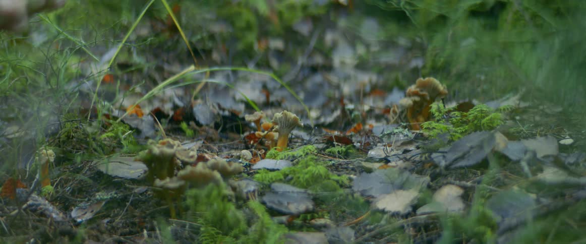 A person is picking mushrooms on the field