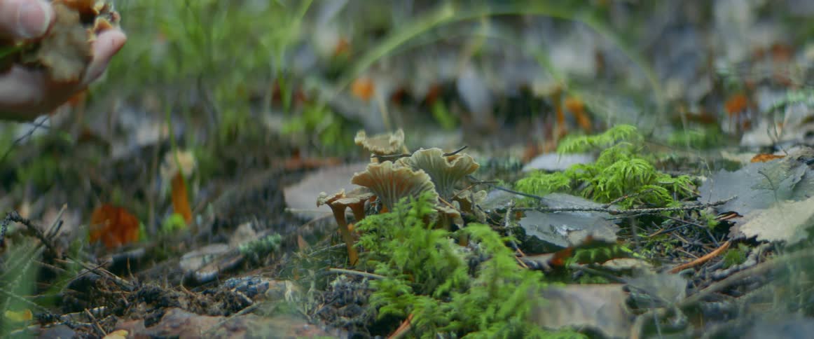 Person wearing long sleeves gathers mushrooms from ground