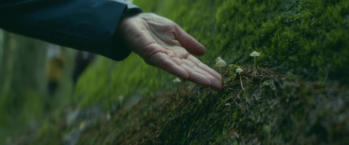 A man touches small mushrooms growing at the base of a tree in the forest