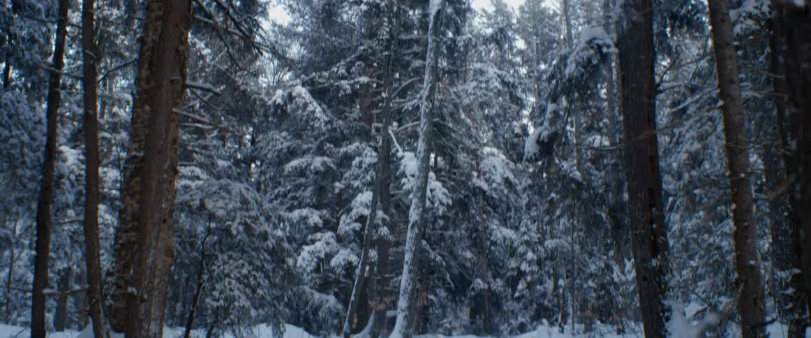 Snow covered trees in a forest on a winter day
