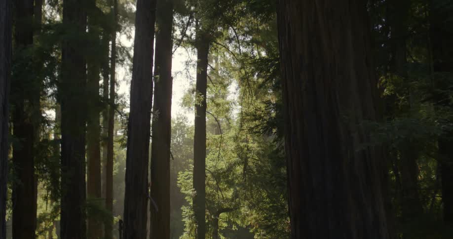 The sun is shining down on the forest