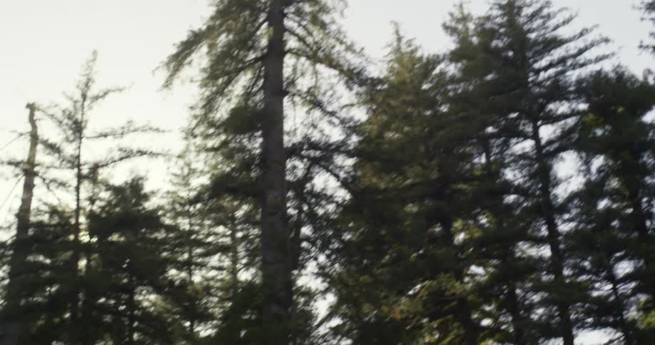 Tall trees against the blue sky in the forest