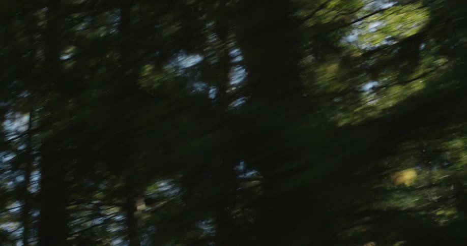 Vehicle moves past forest trees standing under a light blue sky