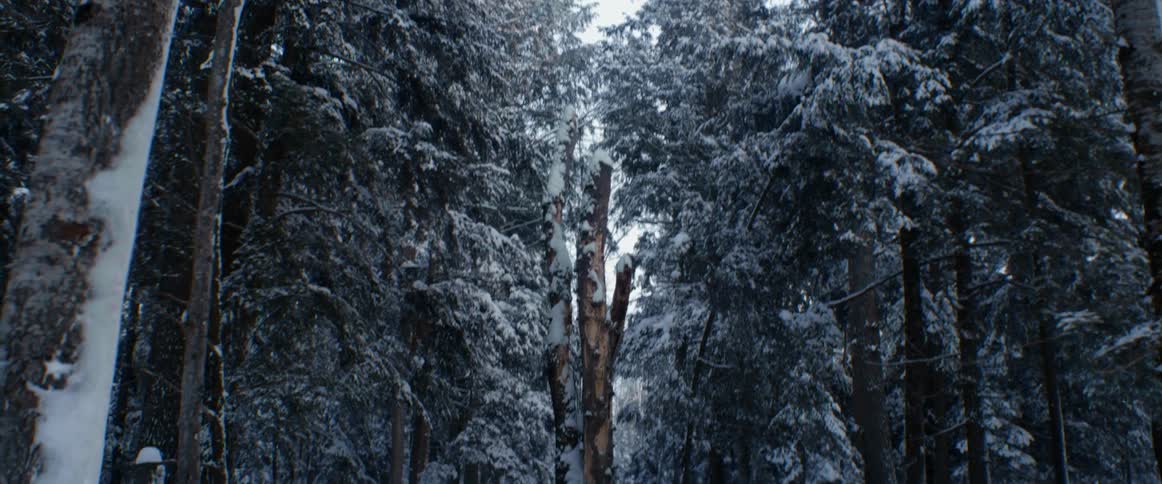 Snow covered trees in a forest