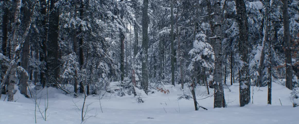 A snowy woodland during the day
