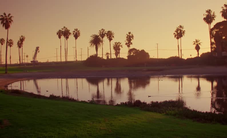Birds swimming on a lake in a park next to palm trees at sunset caught on vintage film